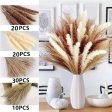 Natural Dried Pampas Grass Bouquet Sale