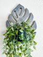 Most popular! Monstera shelf - more colors Hot on Sale